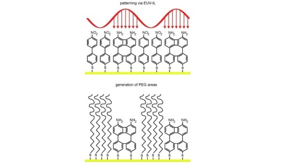 Representation of a NBPT SAM on a Au surface, EUV‐IL induced patterning of the monolayer, and exchange of the pristine areas against a protein‐repellent polyethylene glycol SAM (PEG).