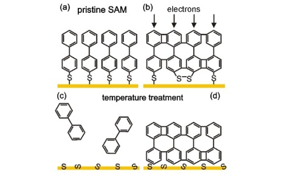 Schematic representation of (a) biphenylthiol SAM (BPT), (b) e-beam induced cross-linking, and [(c) and (d)] temperature induced changes in pristine and e-beam cross-linked SAMs.