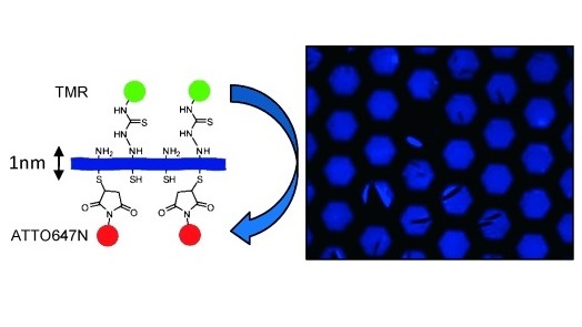 Structue of thene nanometer thick membrane with different functional groups on each side was fabricated from self‐assembled monolayers of aromatic molecules. The amino side of this Janus membrane was modified with tetramethylrhodamine (TMR) fluorescent dye, and the thiol side with ATTO647N. A fluorescence micrograph is seen to the right.