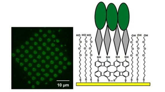 Left:LSM image of VD-Ex based patterned, trisNTA-functionalized sample. Right: Schematic representation of VD patterned, with trisNTA-functionalized SAMs.