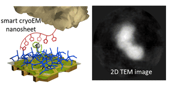 Left: Schematic representation of a smart cryoEM nanosheet with bound biological sample. Right: 2D TEM image of a bound biological sample.